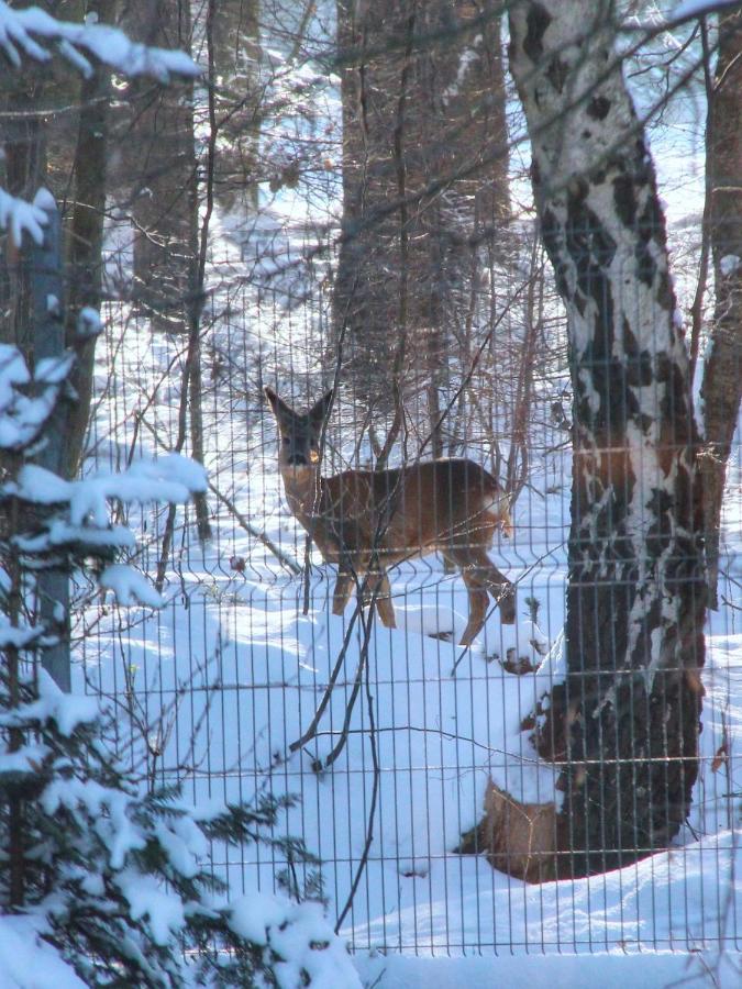 Willa Pod Zlota Morwa Swieta Katarzyna  Exteriör bild